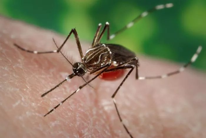 Female Aedes aegypti mosquito