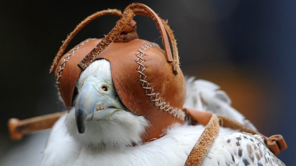 Vladimir Putin gyrfalcon for the saudi king