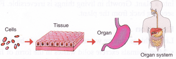 Organization of living organisms