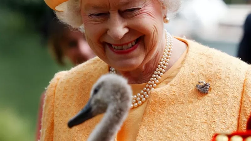 Queen Elizabeth owns all the swans and dolphins in British waters