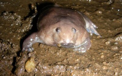Scientists In India Discover A New Species Of Frog That Looks Like A Pig
