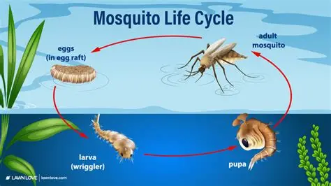 These are the only two ways to keep mosquitoes away